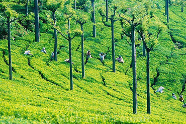 Nilgiri Tea