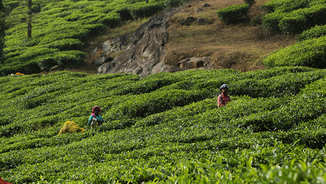 Raw Material Sourcing