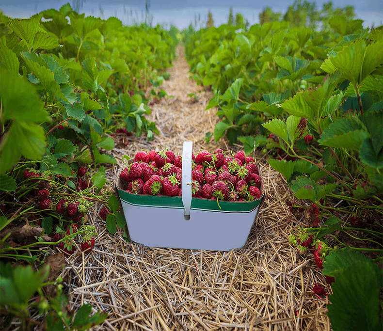 stawberries