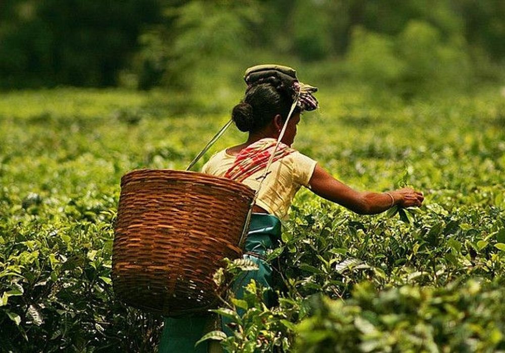 Plucking_tea